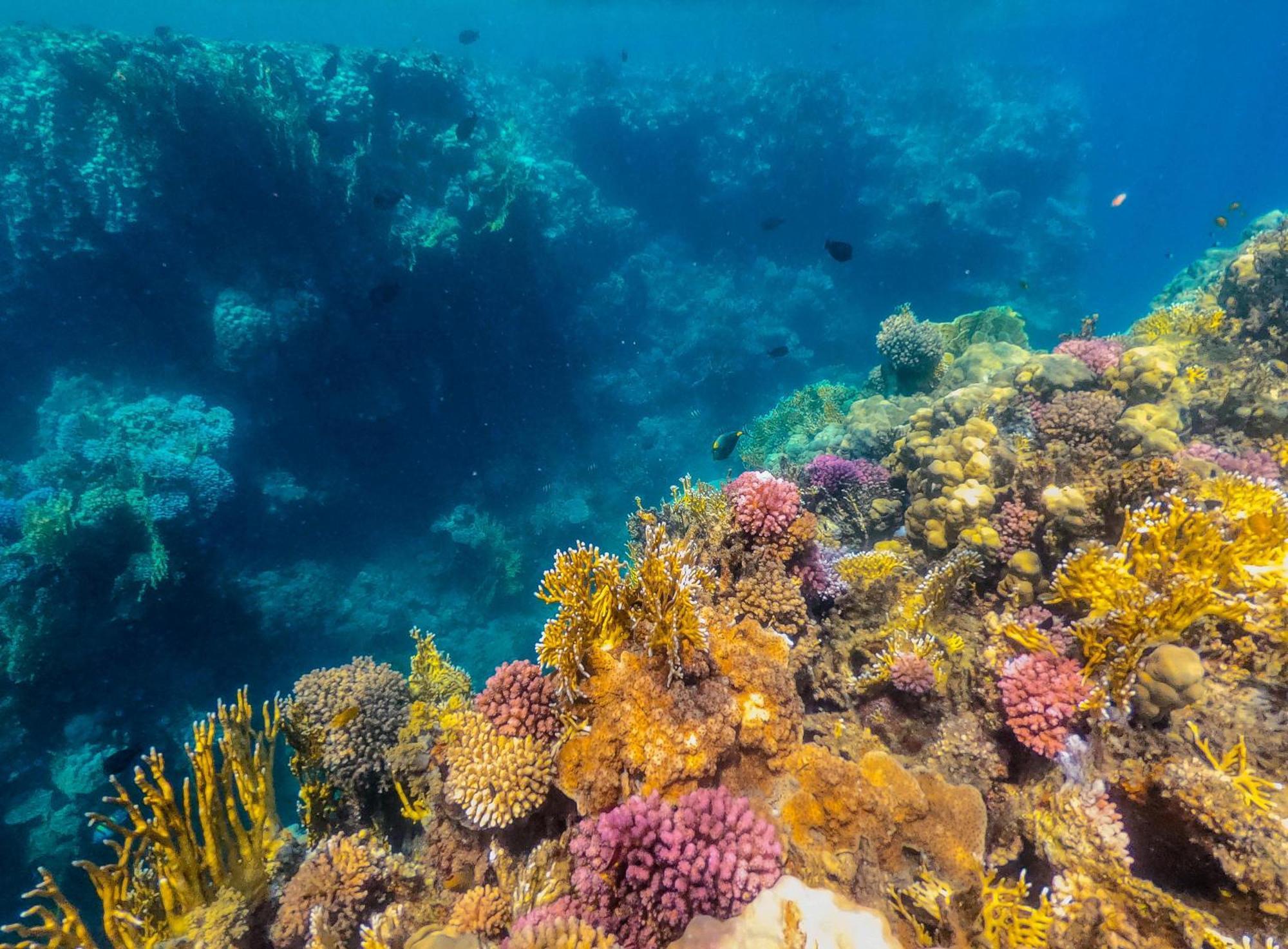 Sataya Resort Marsa Alam Esterno foto Coral reef in the Mediterranean Sea